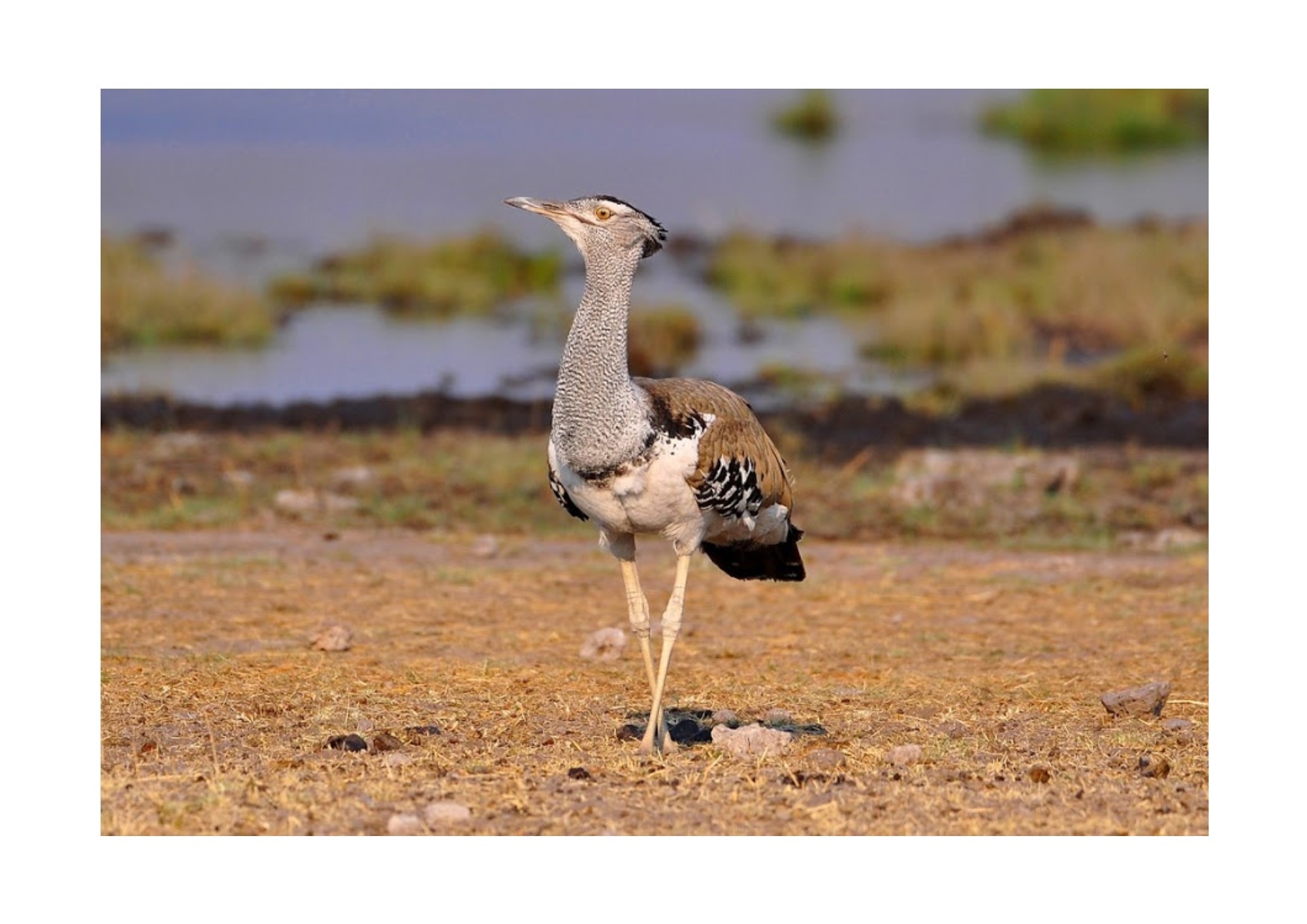 индийская дрофа. дрофа кори птица. африканская дрофа. африканская большая дрофа. кафрская африканская дрофа.